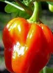 Habanero Gambia  – C. chinense