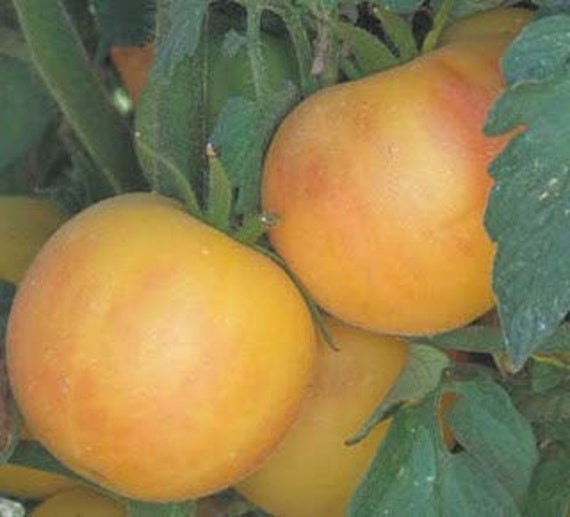 Garden Peach - tomat