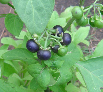 Garden Huckleberry solanum Melanocerasum