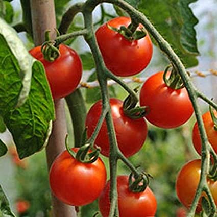 Gardeners Delight - Tomat
