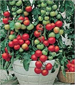 Gartenperle - Krukketomat
