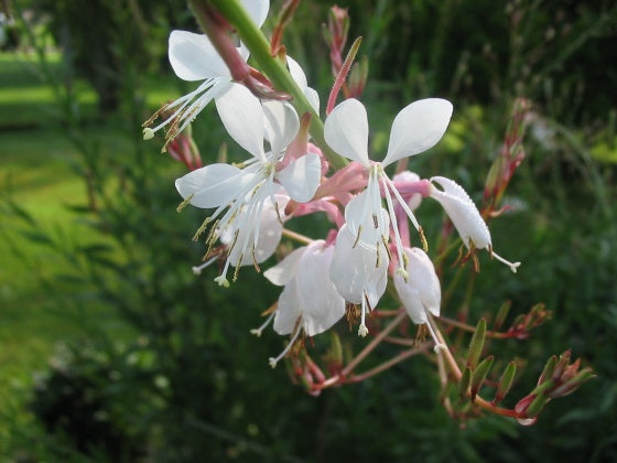 Pragtkærte - Gaura lindheimerii