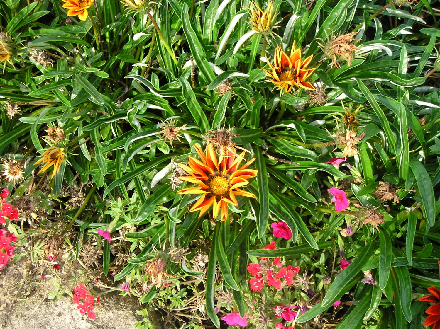 Gazania - Påfugleblomst