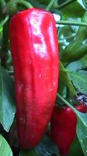 Georgia Flame - C. annuum