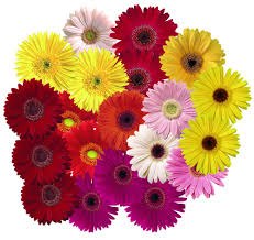 Gerbera - jamisonii hybrid mix
