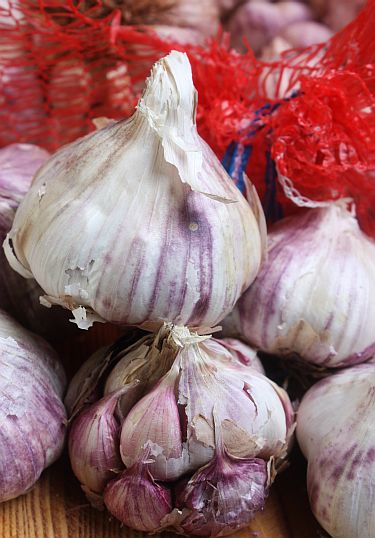 Hvidløg Aglio viola Francese Germidour