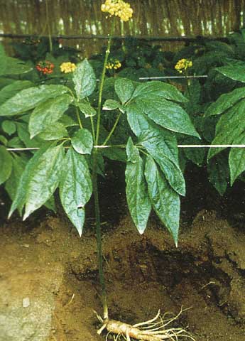Ægte Ginseng - Panax quinquefolium
