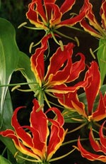 Gloriosa superba 'Rothschildiana' Flammende Klatre Lilje