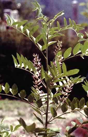 Lakridsrod - Glycyrrhiza glabra