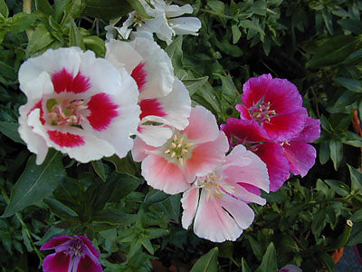 Atlask Blomst - Clarkia amoena