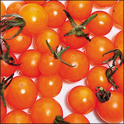 Currant Gold Rush Tomat