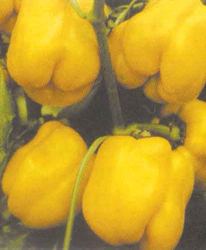 Golden Calwonder - Peber