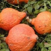 Squash - Golden Hubbard