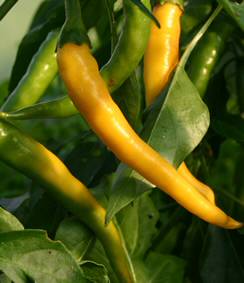 Golden Cayenne - C. annuum