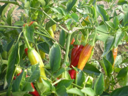 Peperoncini Golden Greek - C. annuum