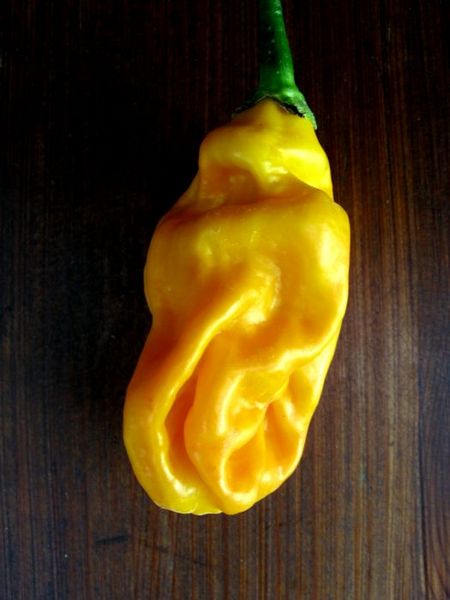 Gorongong – C. chinense