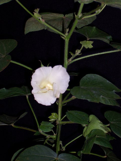 Bomuld - Burunda - Gossypium Hirsutum