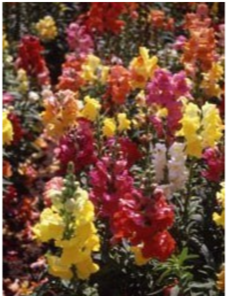 Løvemund - Antirrhinum majus grandiflorum mixture