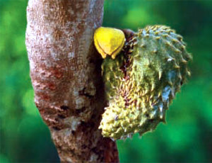 Graviola - Annona muricata