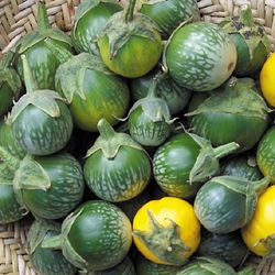 Green Tiger - Aubergine