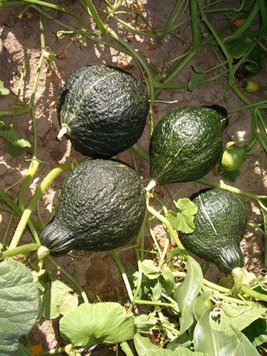 Squash - Green Hubbard