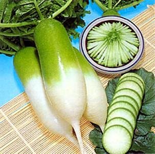 Radis - Green Luobo (Qingluobo)