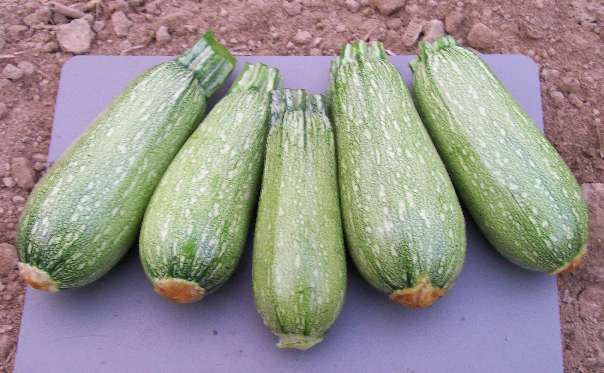 Grey Zucchini Squash