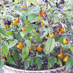 Golden Nugget - C. annuum