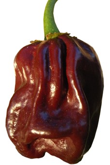 Scotch Bonnet Guadalupe Black - C.chinense