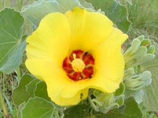 Hibiscus Gul -  Hibiscus panduriformis