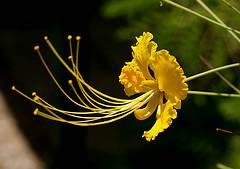 Påfugleblomst 'Yellow Blossom'