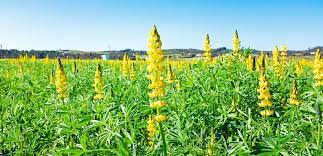 Gul Lupin - Lupinus luteus