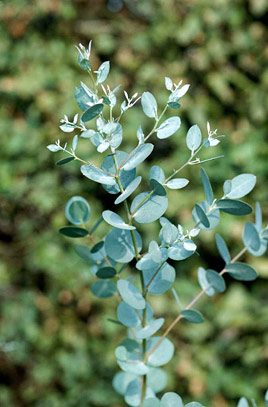 Eucalyptus gunnii, 'Silver Drop'