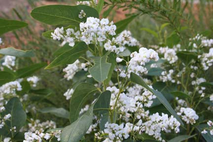 Hvid Koral-ært - Hardenbergia Violacea Alba