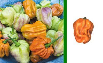 Habanero Mustard - C. Chinense