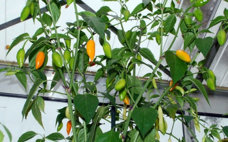 Habanero Tree - C.chinense (?)