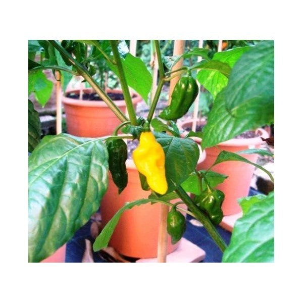 Bombe Jaune Habanero - C. chinense