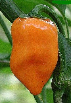 Habañero Orange - C. chinense