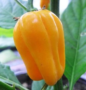 Habanero Golden – C. chinense