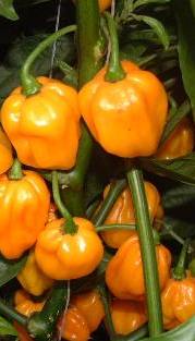 Habanero Big Sun – C. chinense