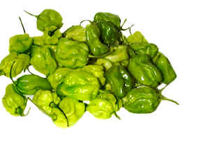 Habanero Green - C. chinense