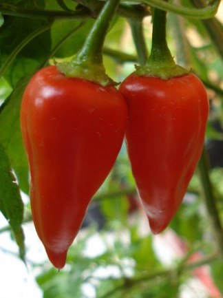 Habanero Manzano – C. chinense x pubescens