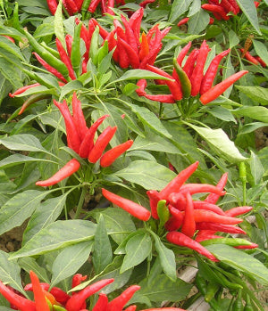Happy Birds - Chilli    *F1*