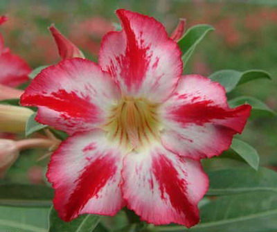 Ørkenrose - Adenium 'Harry Potter'