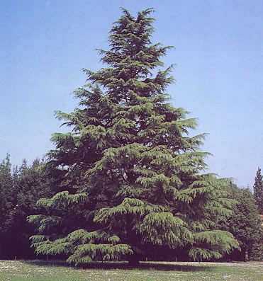 Himalaya Ceder - Cedrus deodora india - 20 frø