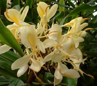 Gul Duftende ingefær - hedychium C. Flavum