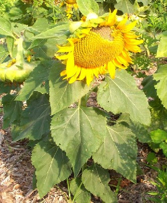 Solsikke - 'Dwarf Sunspot'