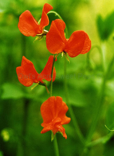 Ærteblomst - Henry Eckford - Lathyrus odorata