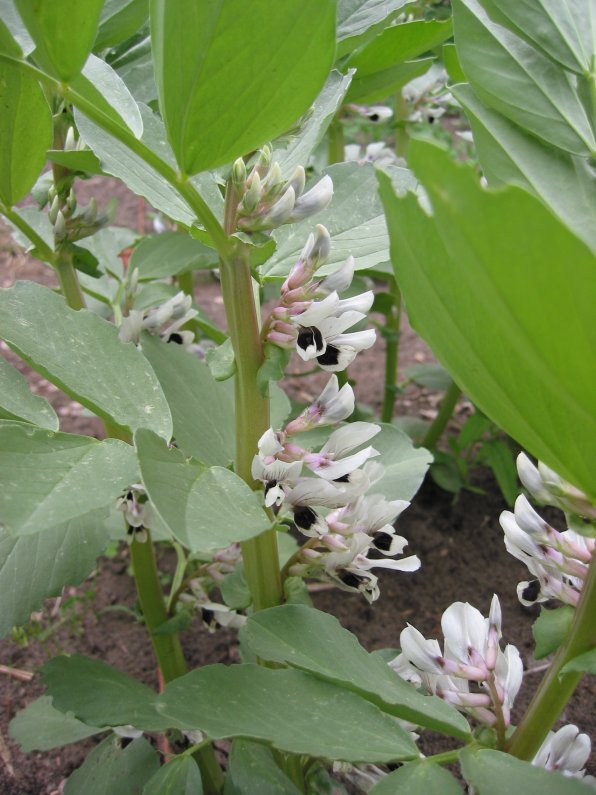 Hestebønne - Vertigo - Vicia faba
