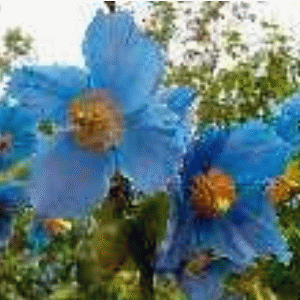 Himalayan Blue Poppy - Mecononopsis betonicifolia